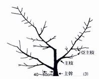 文旦樹剪枝影響花開|五、整枝修剪